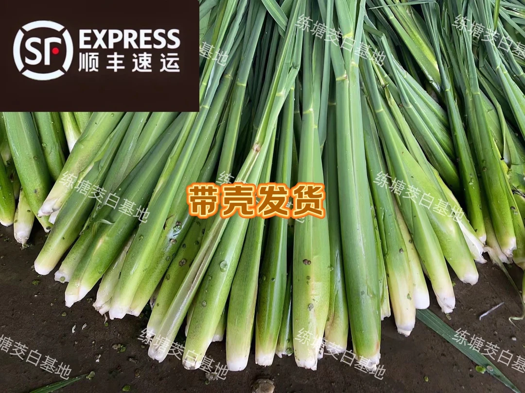 <顺丰直达>青浦练塘茭白产地直发当天采摘头茬新鲜茭白蔬菜茭瓜笋