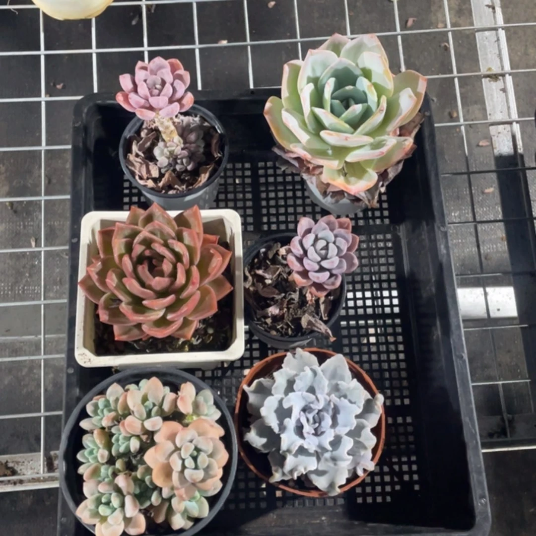 嘉禾花卉清货链接东
