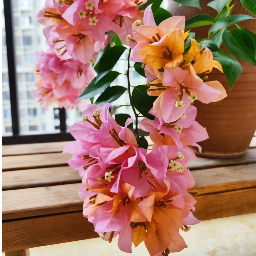 金发女郎（花开三色）三角梅四季勤花可飘枝可垂吊可爬藤不带花