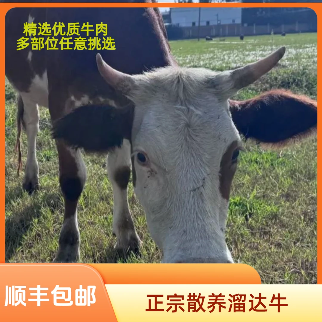 云南大理正宗散养溜达牛现宰现发多部位可选看得见优质好牛肉新鲜