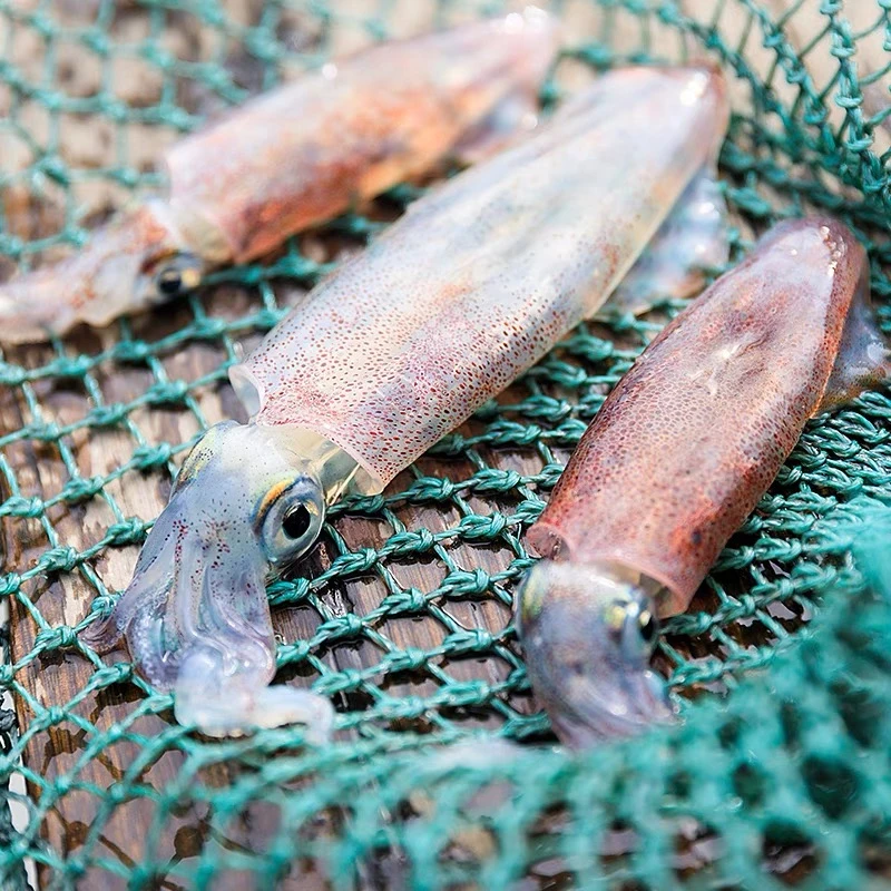 （阿甘专属）本港新鲜灯捕小管鱿鱼野生小管