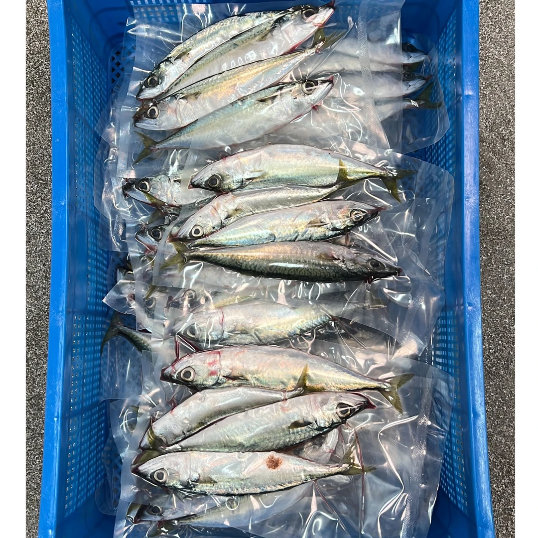 （阿甘专属）开海季巴浪鱼新鲜品质