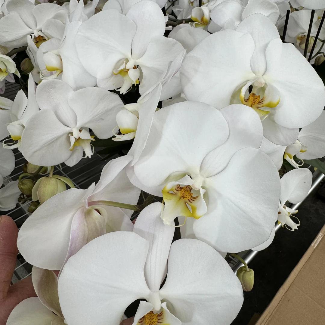 蝴蝶兰[V3大白]3.0寸高端盆栽带苞带花昆明源头基地直发