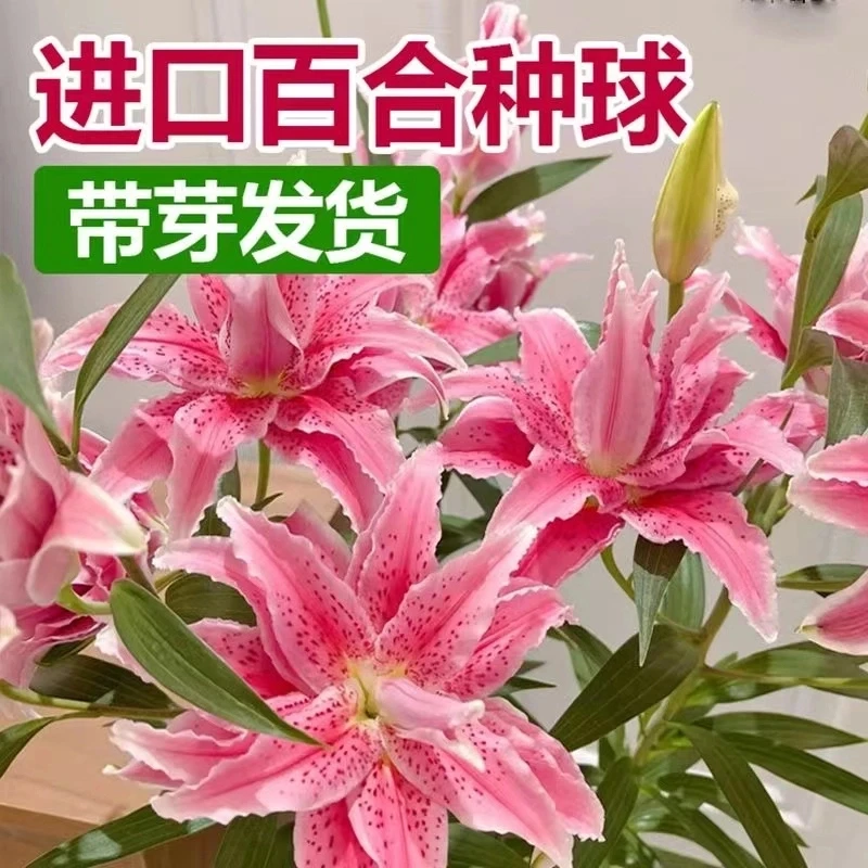 【带芽】进口香水百合花种球四季开花浓香型花卉庭院阳台耐寒室内绿