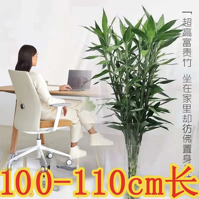 富贵竹大竹1.1米水培绿植办公室客厅室内水养花卉节节高易养活