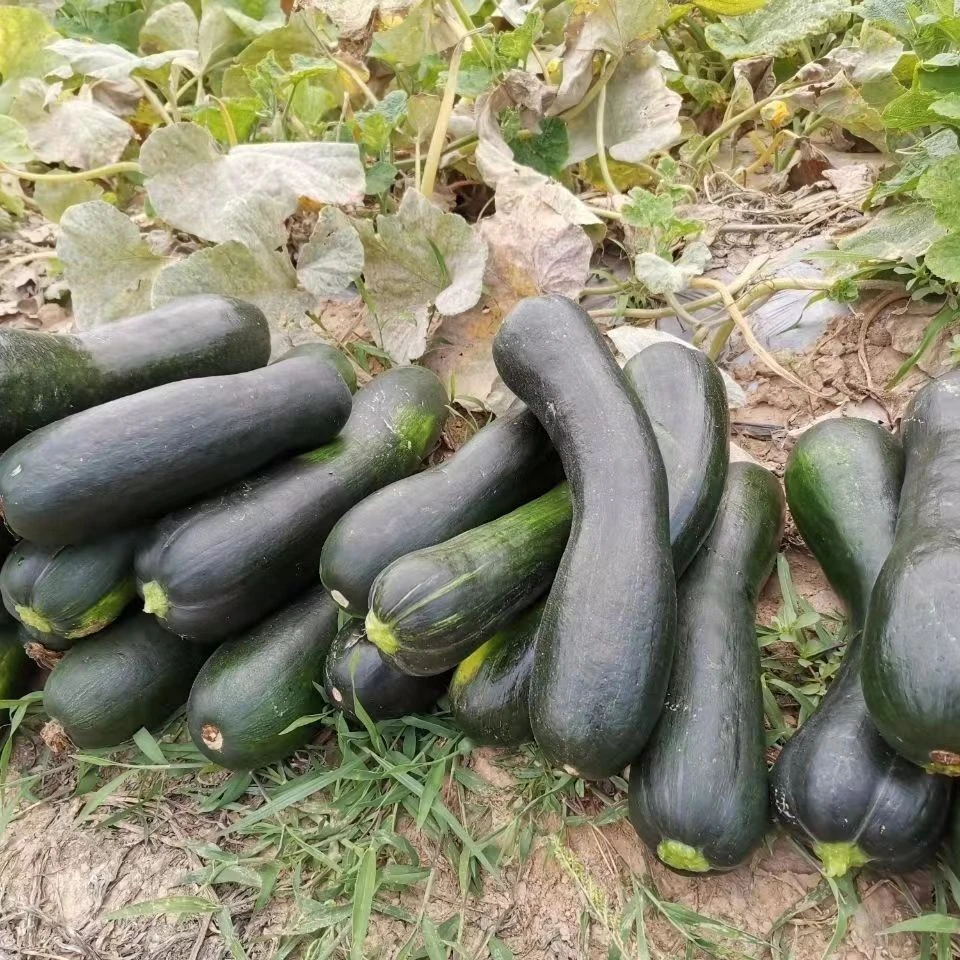 嫩南瓜新鲜河南窝瓜小南瓜批发青皮倭瓜新鲜蔬菜包邮1斤