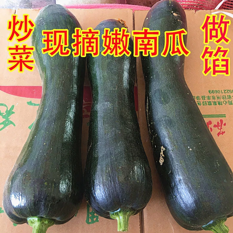 嫩南瓜新鲜窝瓜小南瓜青皮长倭瓜应季蔬菜河南农家自种批发包邮
