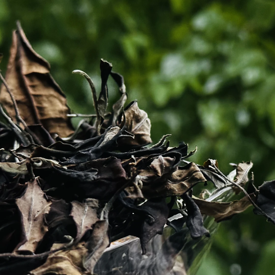 叶香社 勐海白茶 古树白茶