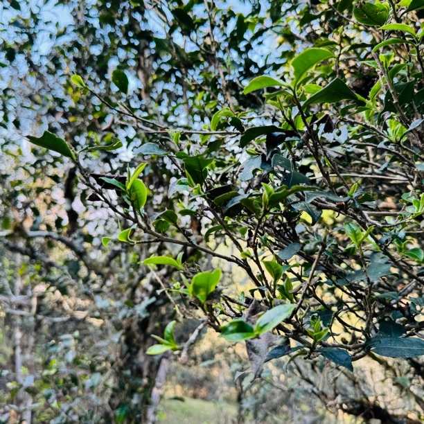 普洱茶晒青毛茶散茶 猫耳朵细叶皇后高杆古树108克