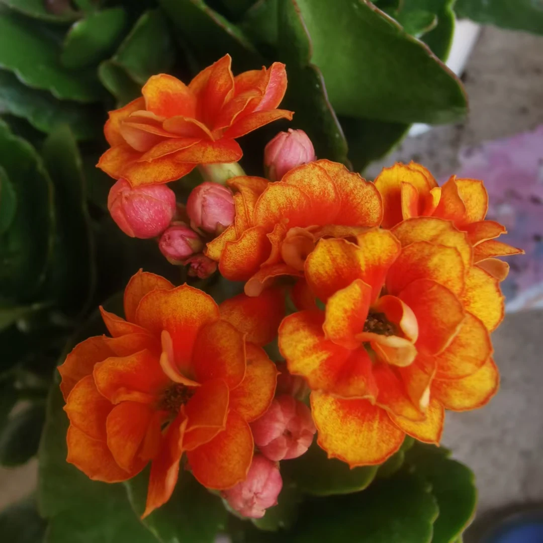 橘子汁140#盆一盆 三棵原盆原土发货