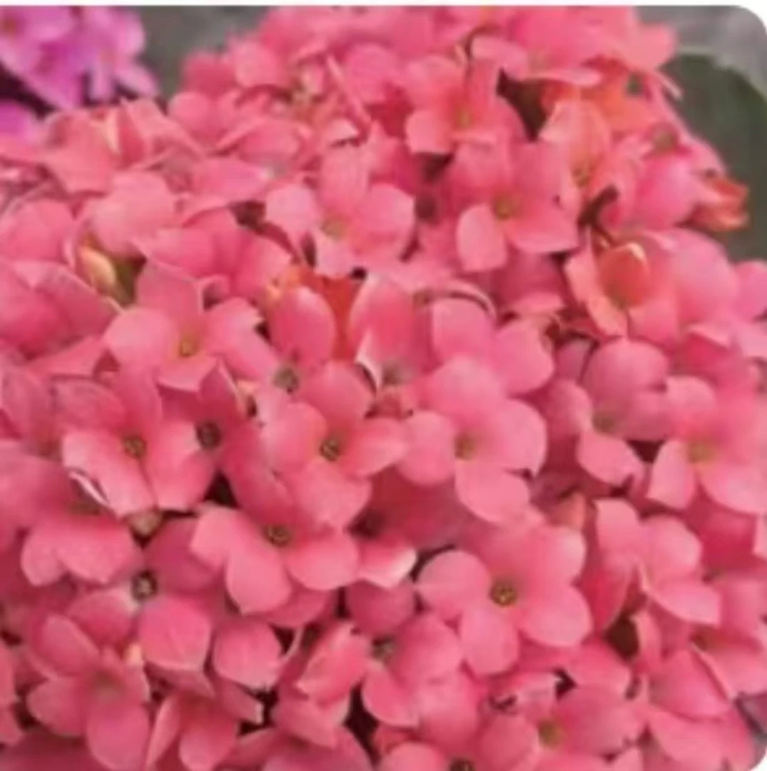 老桩（单瓣）圣诞节140盆一盆三棵原盆原土发货