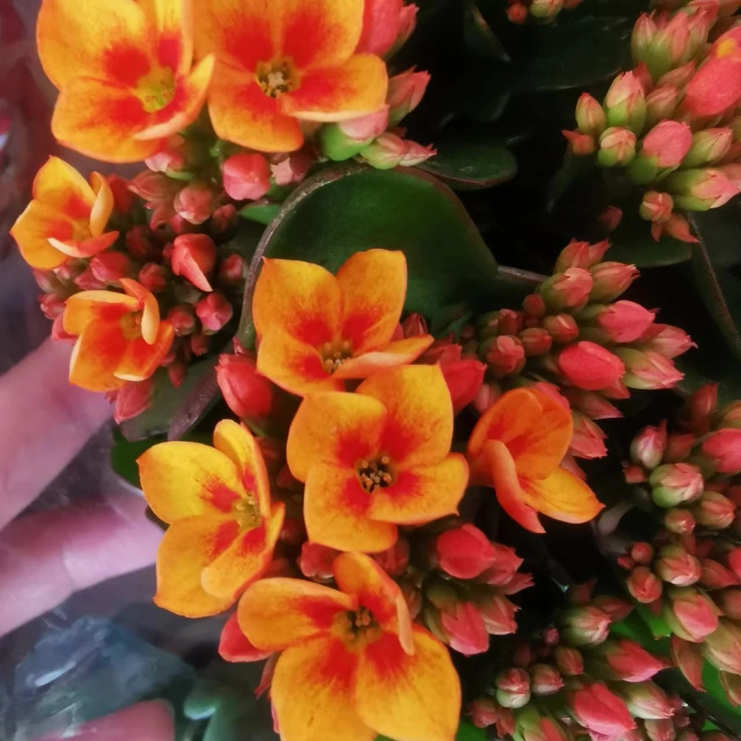 老桩（单瓣）金色海岸140盆一盆三棵原盆原土发货