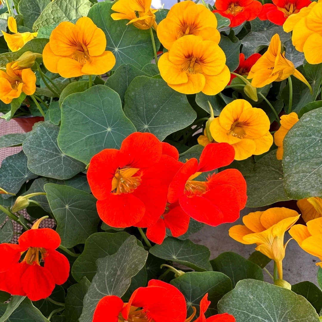 旱荷花盆栽多年生爬藤垂吊开花植物阳台庭院好养易活