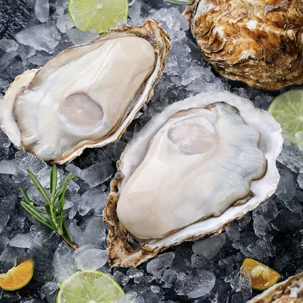 肥美生蚝中号一只