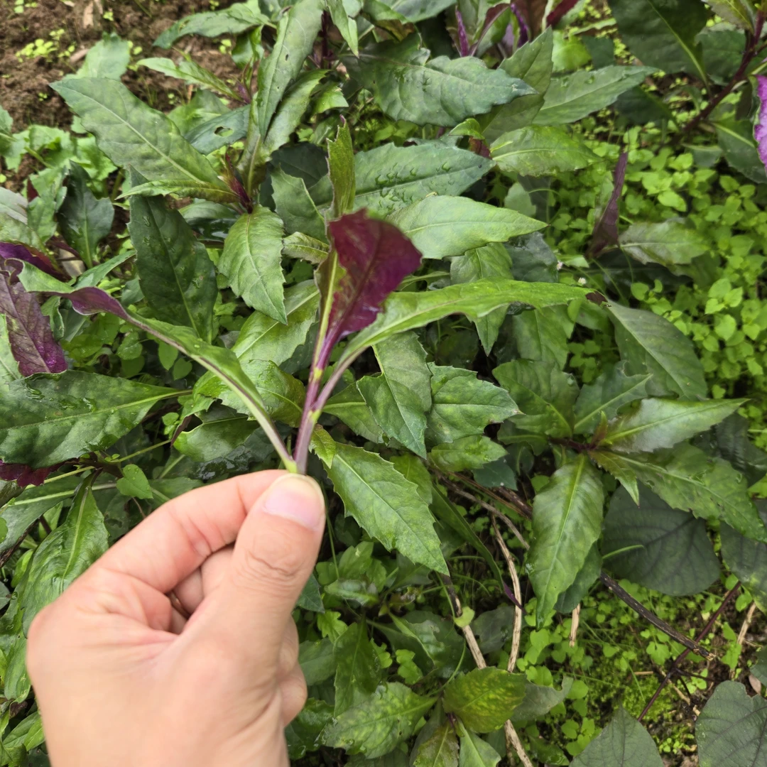 四川高山农家自种蔬菜血皮菜