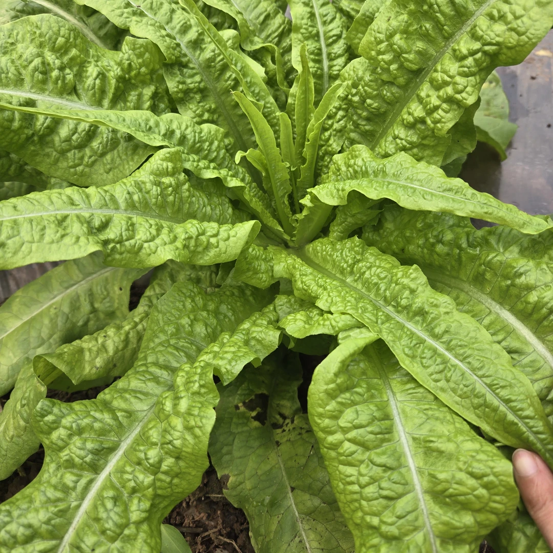 现摘现发新鲜莴笋农家自种时令蔬菜