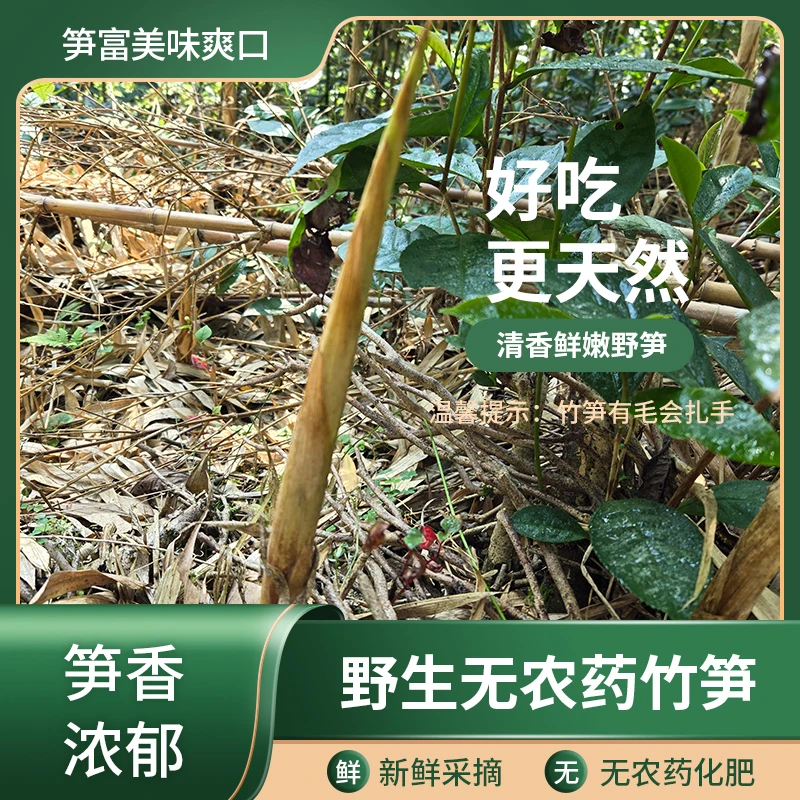 高山鲜笋 新笋春笋现挖鲜嫩脆爽肉质饱满不空壳新鲜发货产地直发