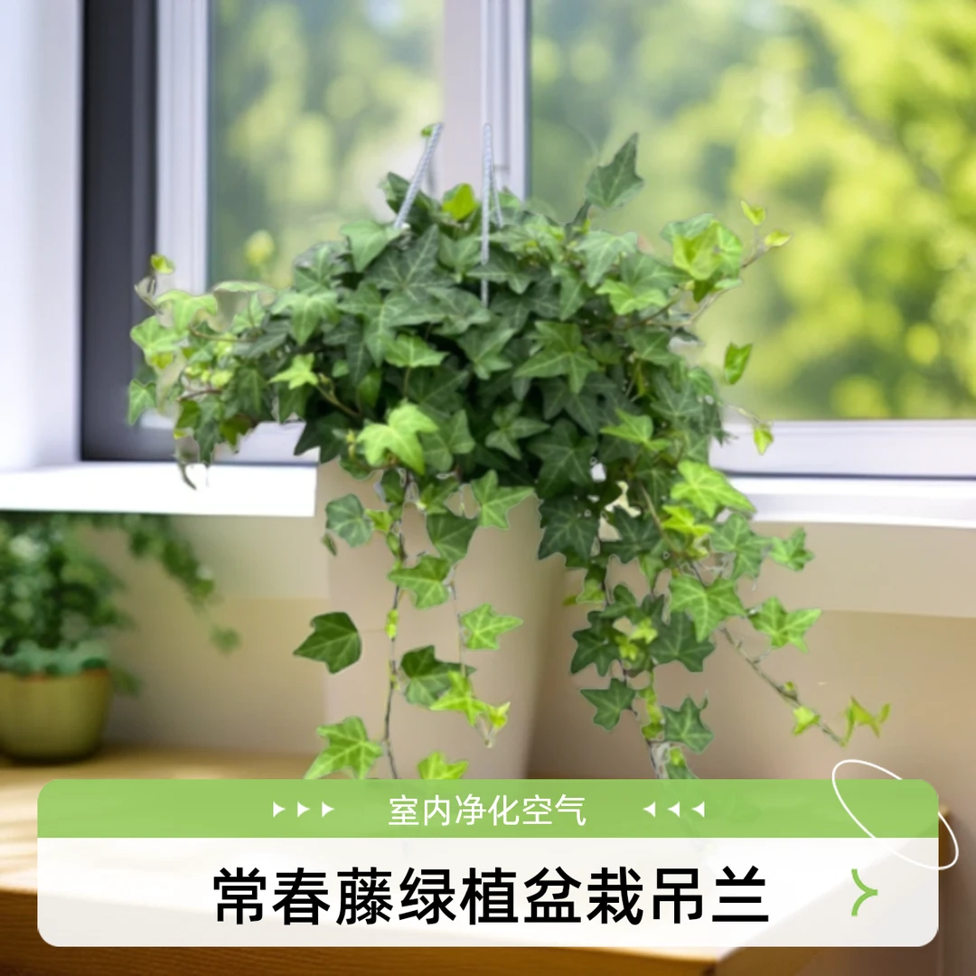 四季常春藤绿植盆栽吊兰室内净化空气水培藤曼垂吊植物吸甲醛好养