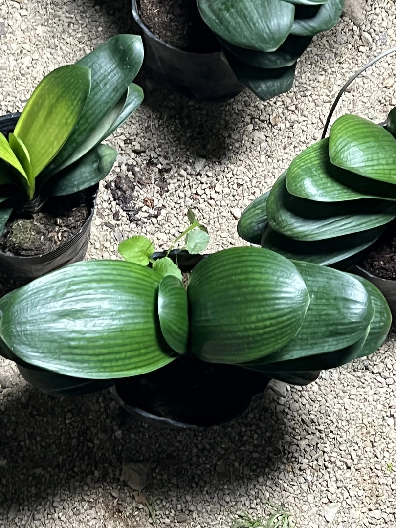 圆头和尚君子兰绿植室内大小苗室内盆栽四季常青好养花卉