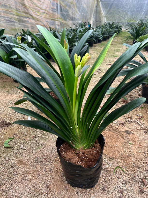 君子兰盆栽带花苞四季常青绿植花卉好养室内易活高端当年开花