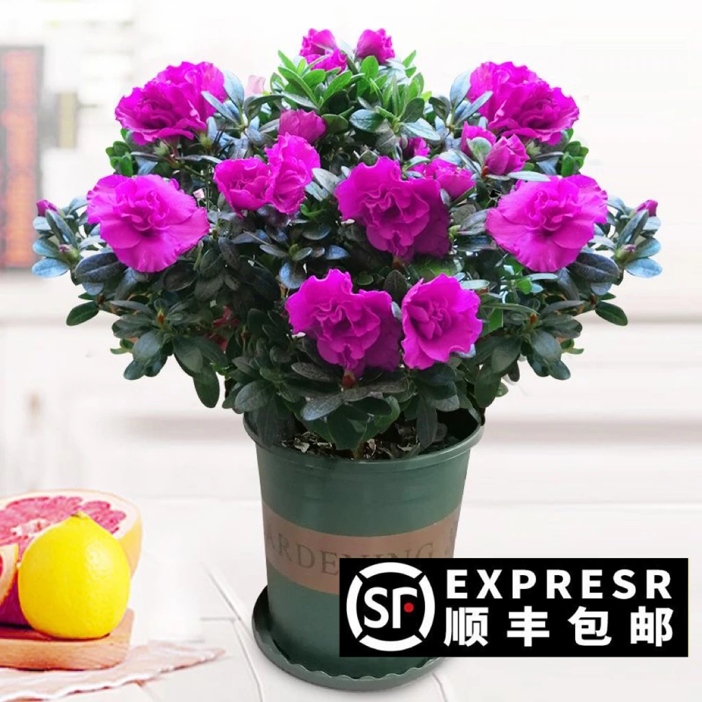杜鹃花盆栽映山红杨梅红小桃红老桩开花植物阳台客厅四季开花好养