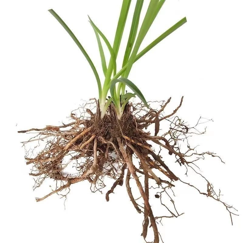 黄花菜根苗祁东现挖黄花苗根多年生忘记情草四季种植黄花菜根苗子