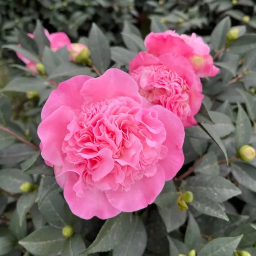 香妃茶花名贵品种茶花花卉盆栽绿植带花苞植物庭院绿植茶室盆景