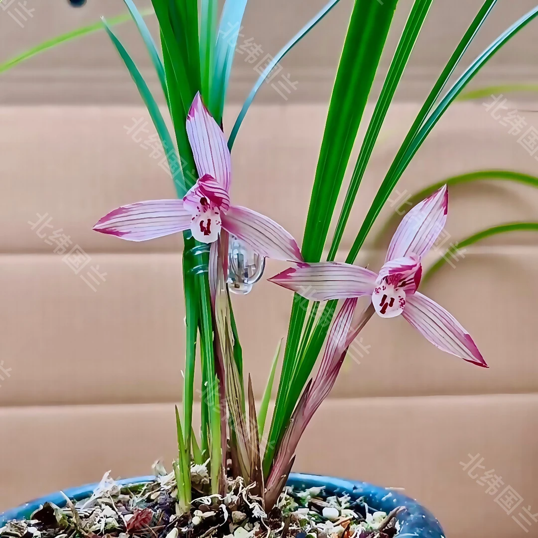 北纬国兰（春兰盆栽兰草紫霞仙子挑选好苗）兰花兰花草花卉室内绿植