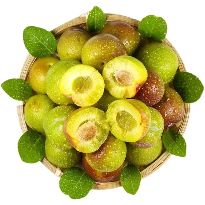 李子脆李新鲜现摘现发坏果包赔