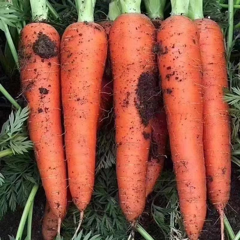 胡萝卜6666666666666666666666