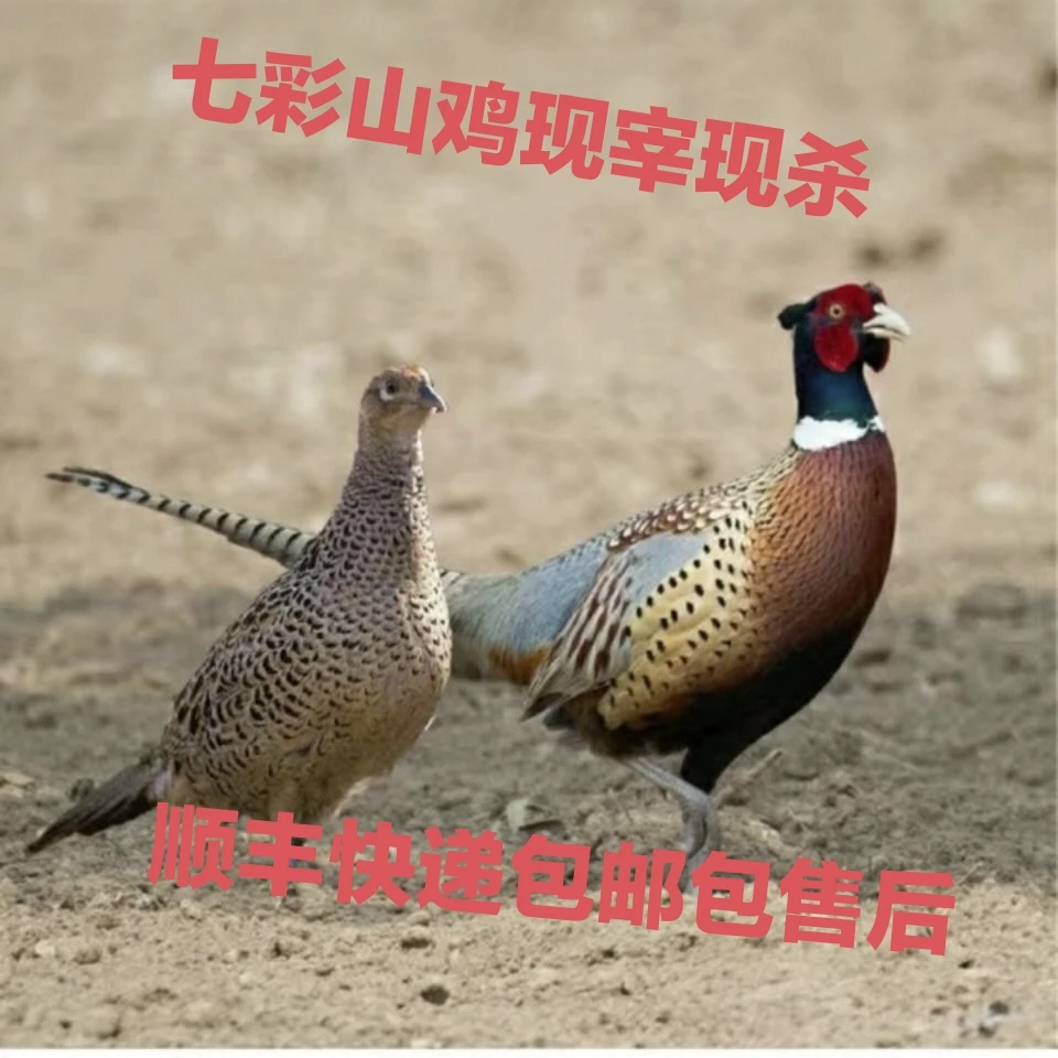 【1粉丝福利】 买一送一现宰现杀七彩山鸡母鸡单只净重1.6斤~2.5斤