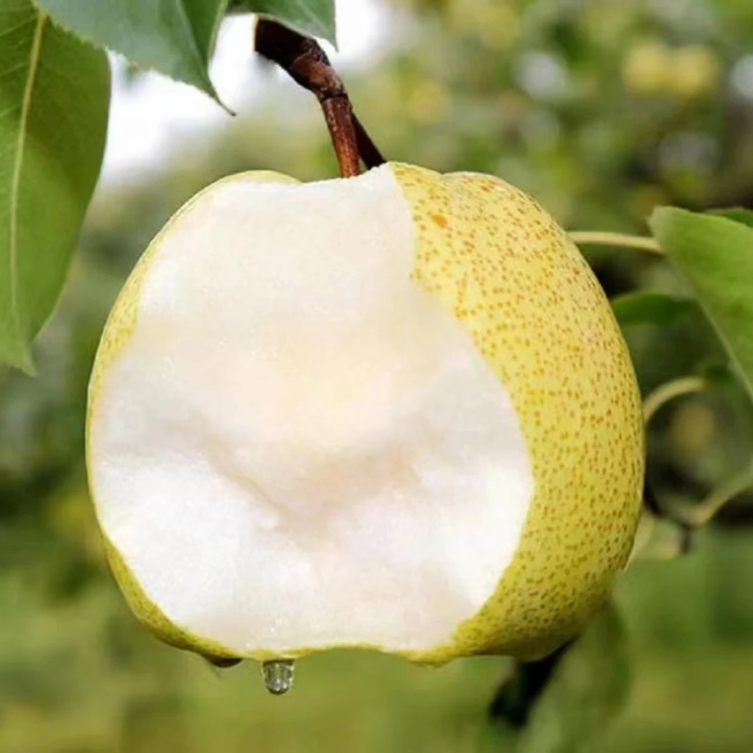 1砀山酥梨老梨树 应季水果 现摘现发 坏果包赔