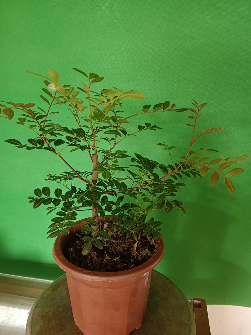 云南红芽清香木盆景绿植素材银杏树树桩花卉一物一拍直播链接日本