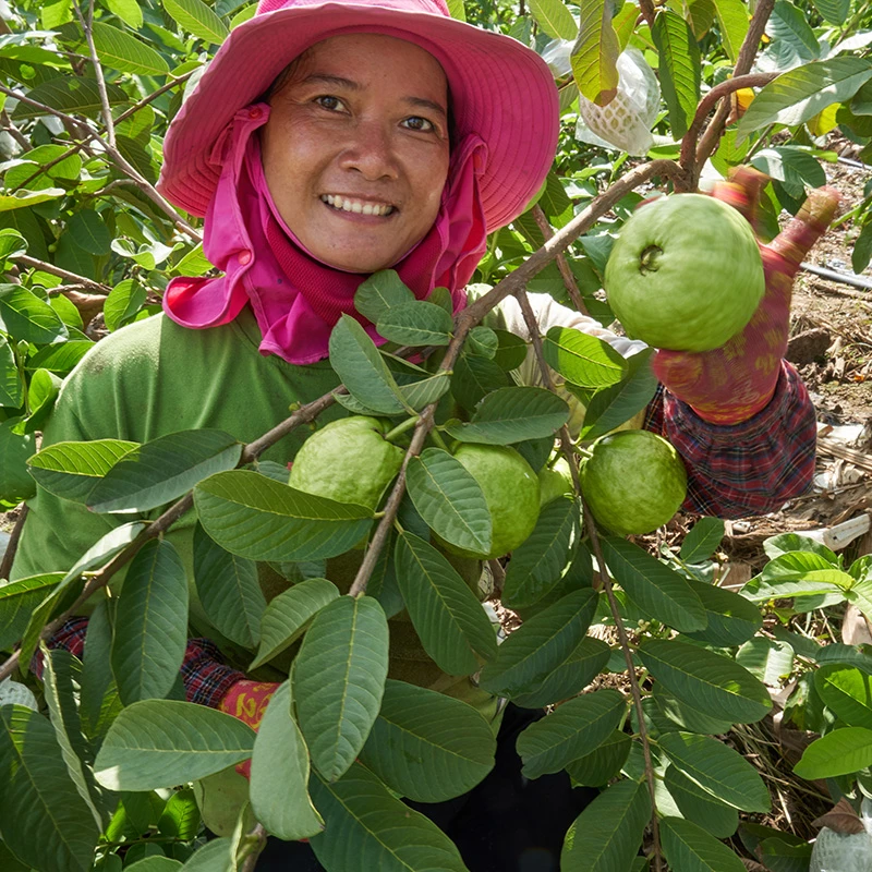 【直播福利】【雪姐-低糖南沙番石榴】广州南沙白心芭乐番石榴芭乐果
