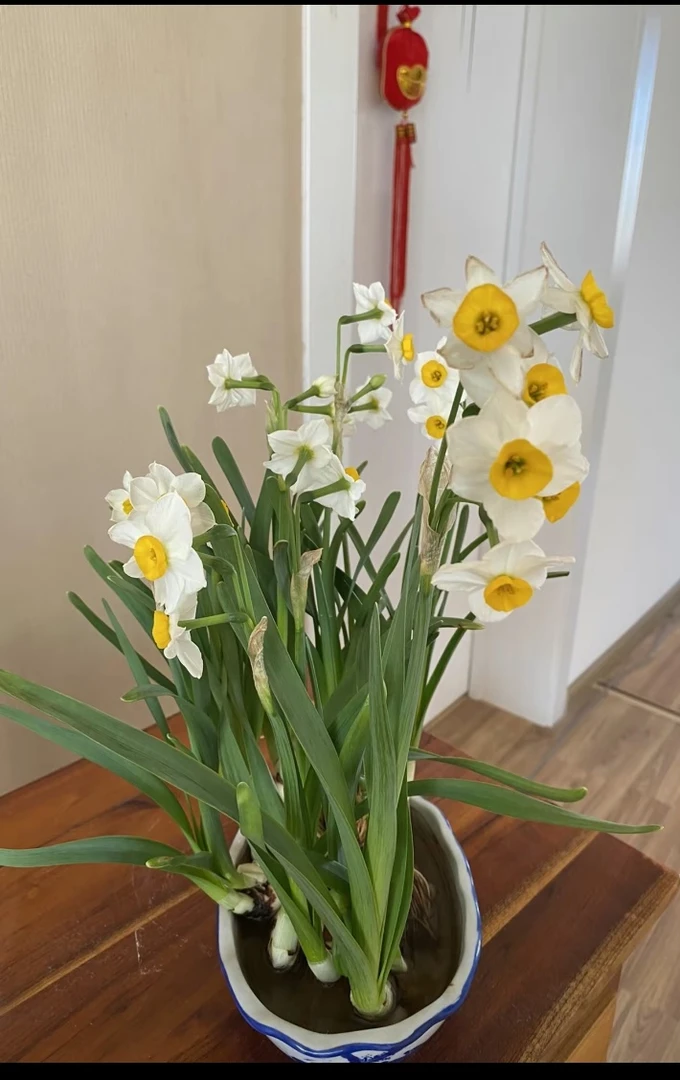 水仙花 可水培 有沙有水就能活