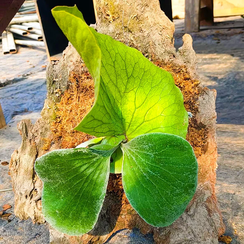 象耳鹿角蕨盆栽室内桌面绿植好养活常青净化空气吸甲醛耐阴观叶