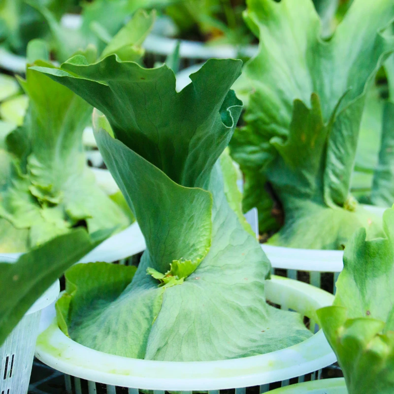 18种鹿角蕨板植盆栽室内桌面墙面装饰绿植观叶植物象耳银鹿女王