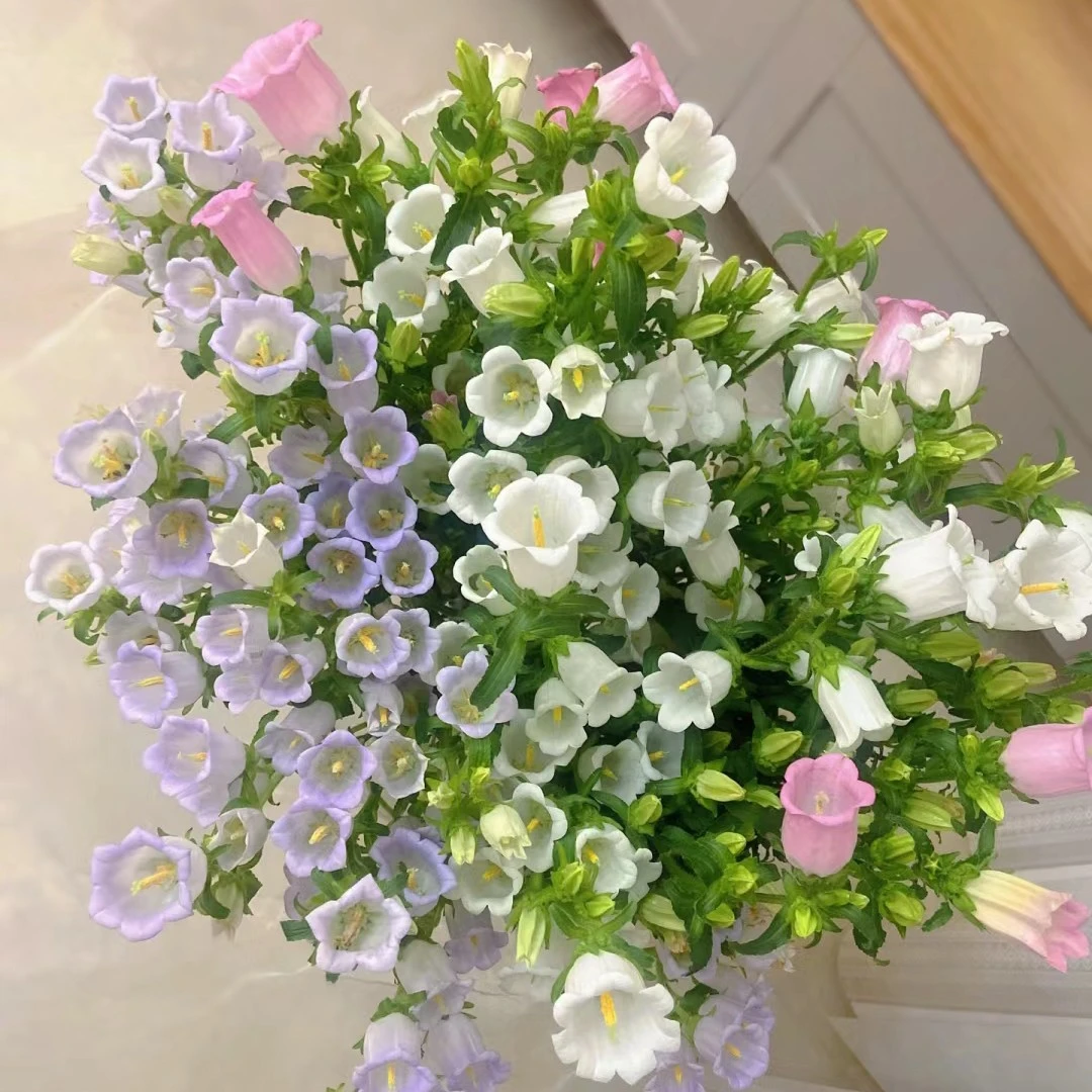 云南基地鲜花风铃，爆花神器。顺丰冷链包邮，送保鲜剂。鲜活温馨