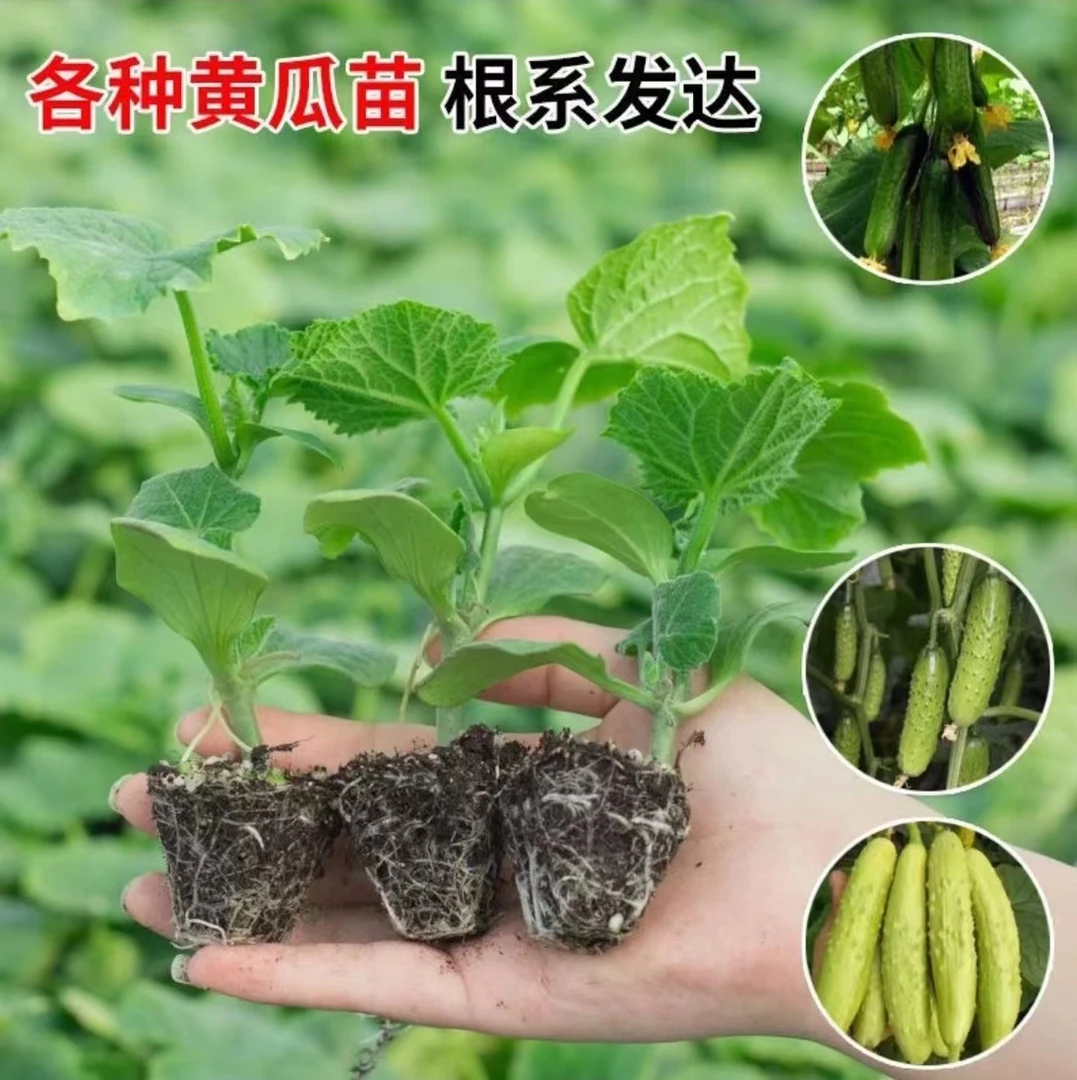 【拍2发3】水果黄瓜津研四号秧苗带土发货阳台种植庭院种植育苗种苗