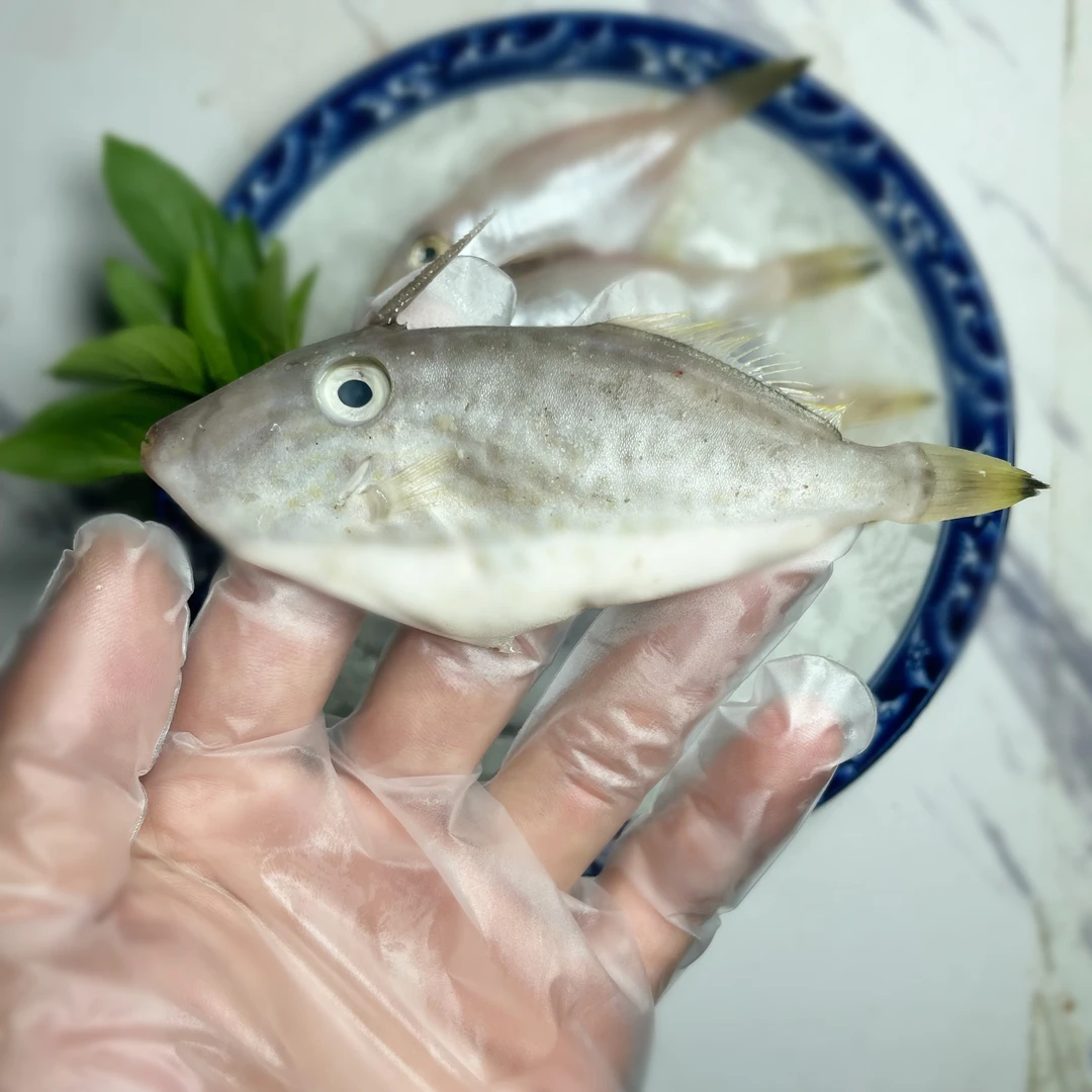 广东汕尾码头新鲜剥皮鱼迪仔鱼3斤5斤
