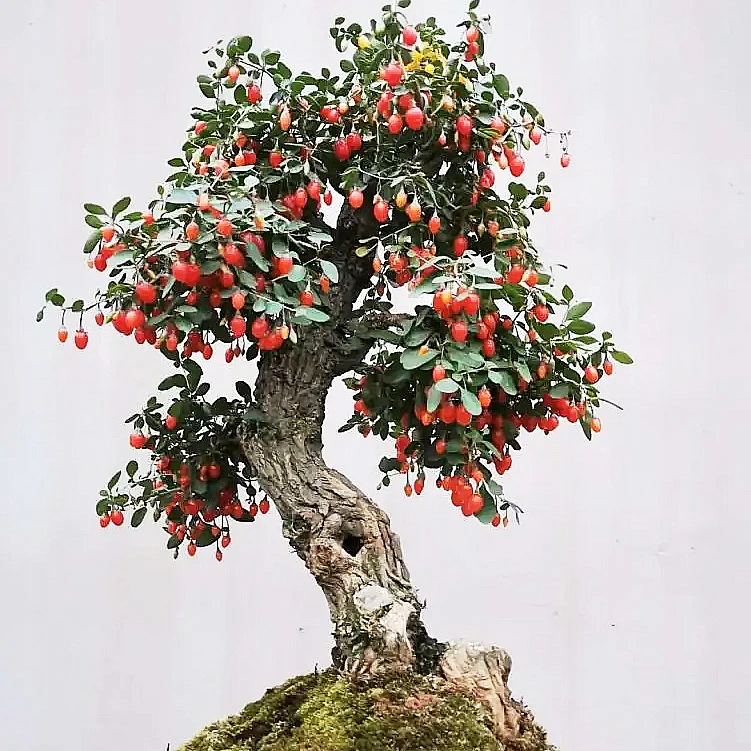 枸杞树树桩枸杞树桩盆景老桩微型枸杞盆栽苗室内观赏植物