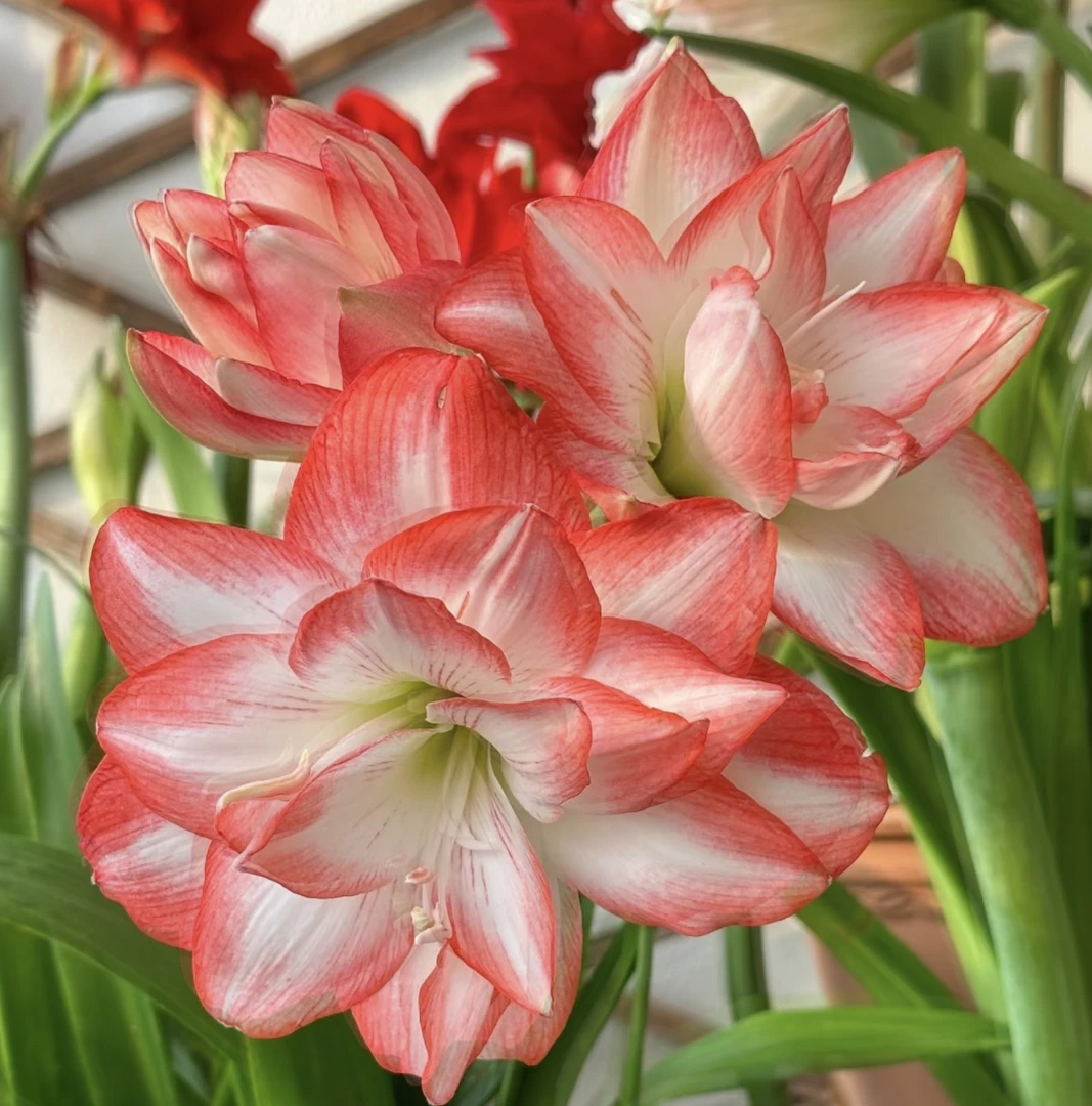 （花孔雀）（福利重瓣）朱顶红种球自然球包对版送肥料（4厘米）左右