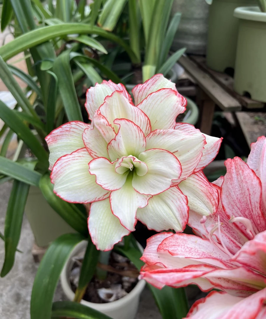 （皮皮）（福利重瓣）朱顶红自然球送肥料4公分