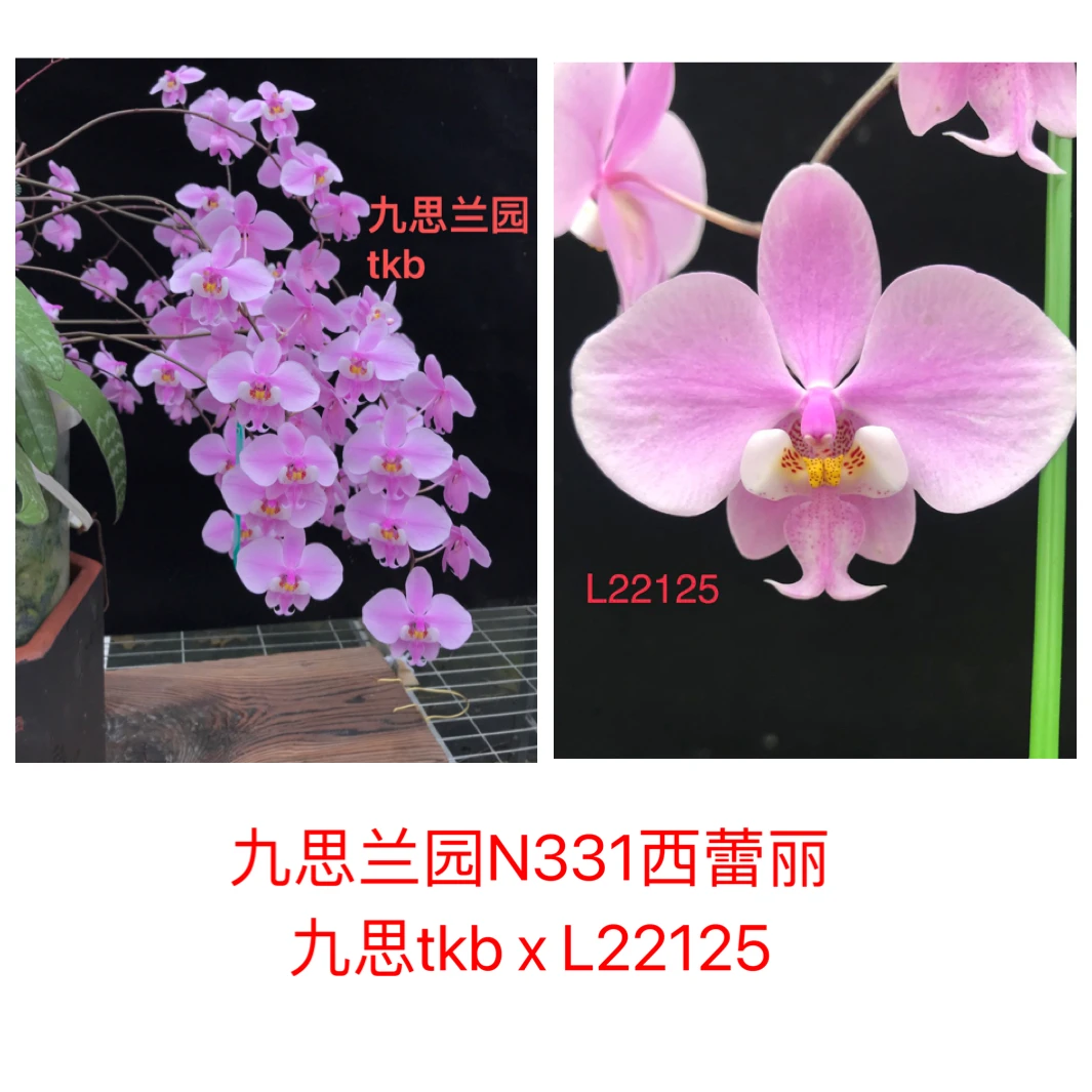 九思兰园N331西蕾丽蝴蝶兰九思TKB交L22125亲本有香