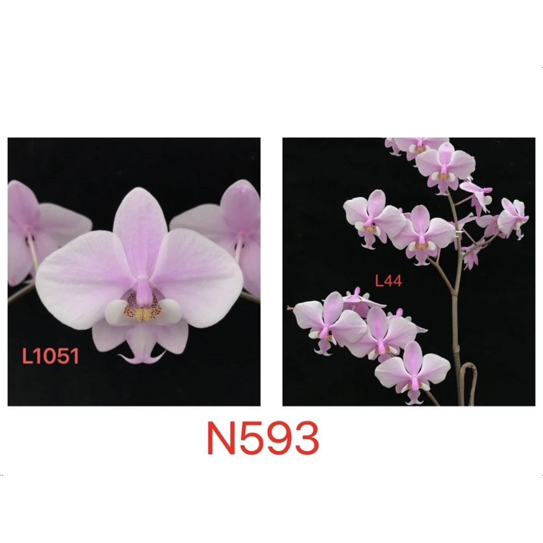 九思兰园N593西蕾丽蝴蝶兰L1051交 L44亲本有香