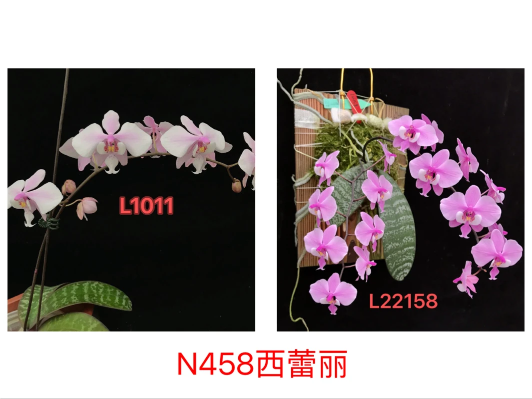 九思兰园N458西蕾丽蝴蝶兰L1011交L22158亲本有香
