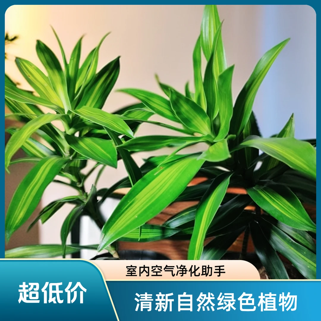 【双11特惠/限量】金心百合竹基地直销网红土培室内盆栽懒人好养