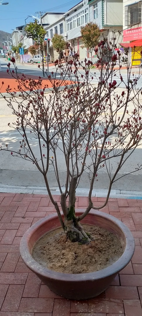 大别山先花后叶品种映山红