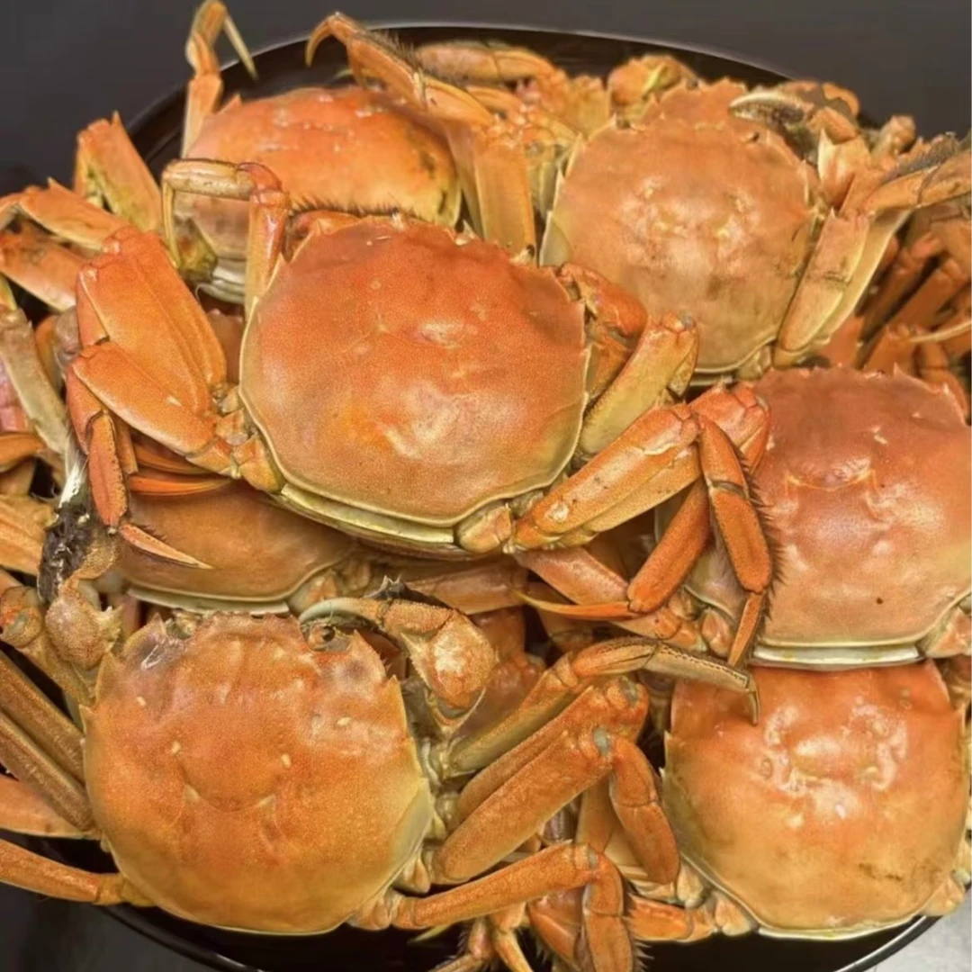 鲜活纯母蟹18-21只  单只1.0两-1.2两顺丰冷链次日达