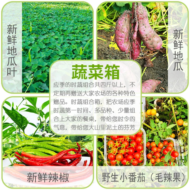 太朴有机会牛心菜蚕豆白萝卜 山野猕猴桃